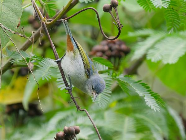 Roodbuikspitssnavel (Conirostrum speciosum)